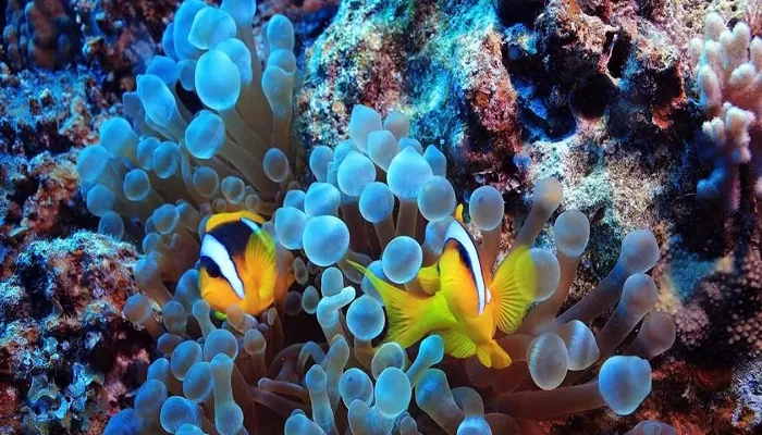 macro photography ideas