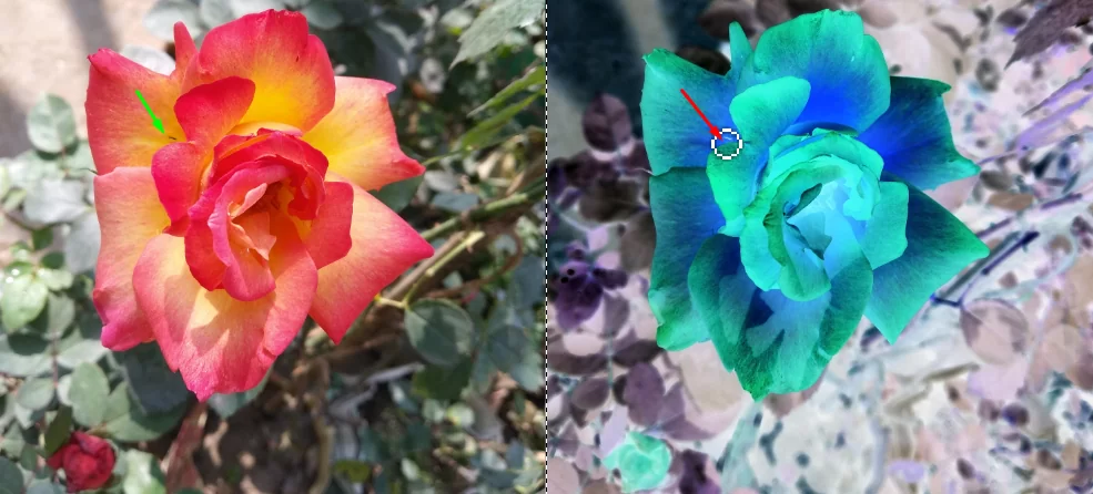 flower photo editing service